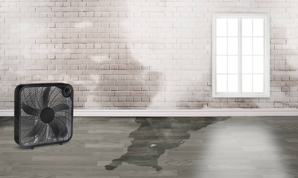 Best Basement water damage restoration  in Mclean, VA